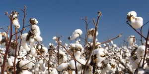 Have You COTTON-ed On Yet?